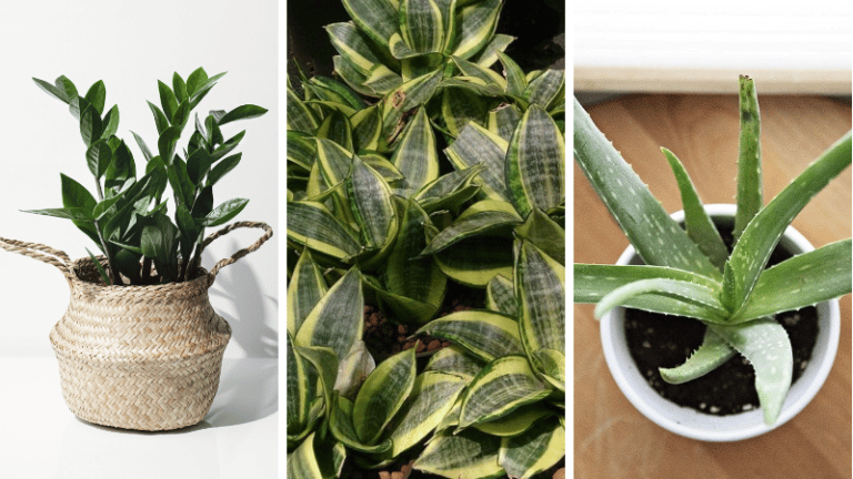 plantes d'int&eacute;rieur avec des super pouvoirs