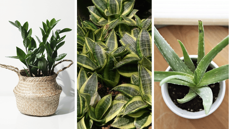 plantes d'int&eacute;rieur avec des super pouvoirs