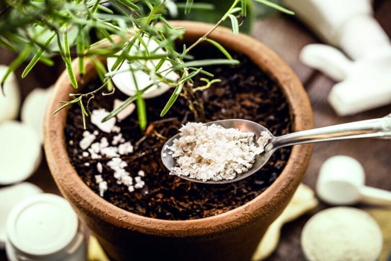 coquilles d'oeufs plantes jardin