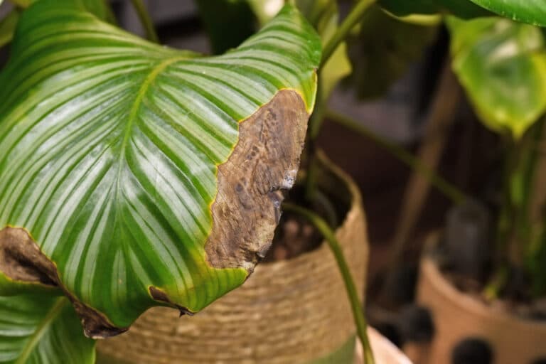 Calathea plante feuilles ab&icirc;m&eacute;es plante en mauvaise sant&eacute;