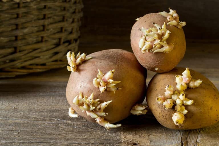 pommes de terre germ&eacute;es germes
