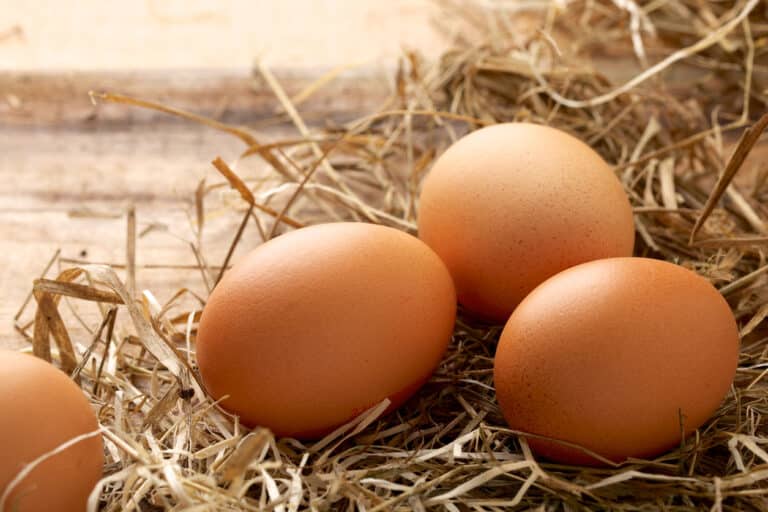 oeufs de poule