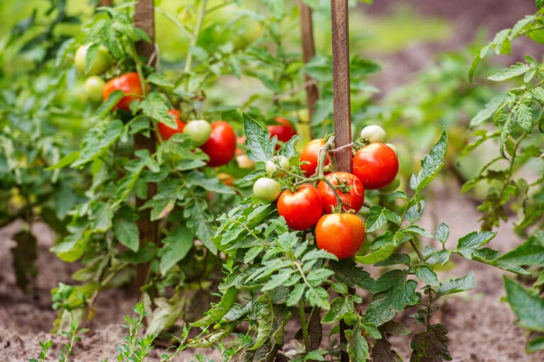 plants de tomates