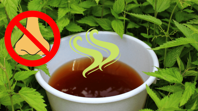 comment faire purin d'ortie sans odeur