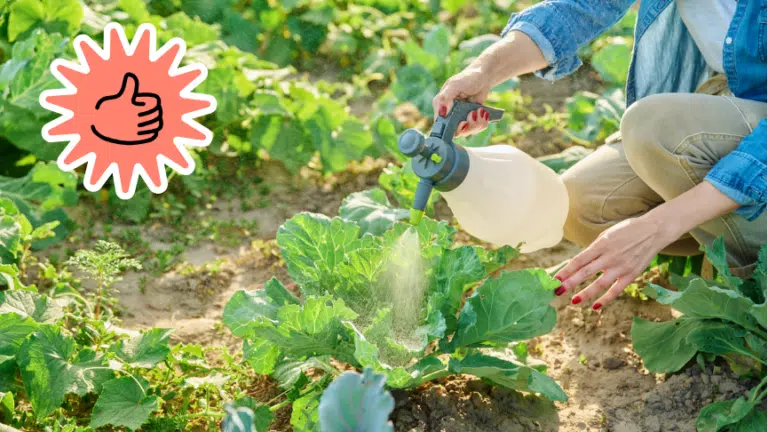 insecticide pesticide fongicide naturel pour les plantes du jardin
