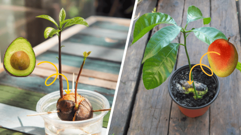 plantes &agrave; partir de noyaux de fruits et l&eacute;gumes