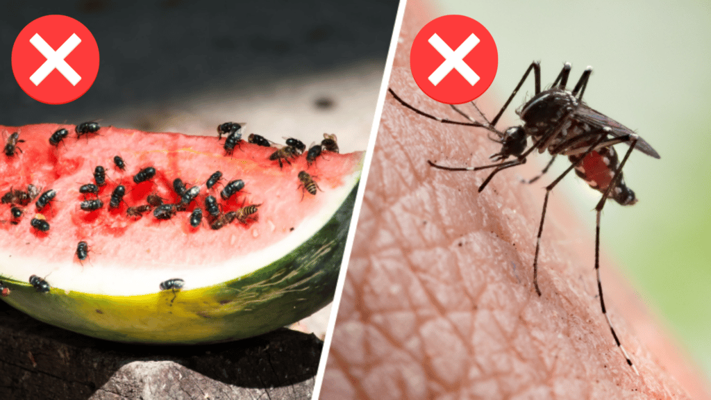 Une astuce contre les mouches pour un repas plus tranquille