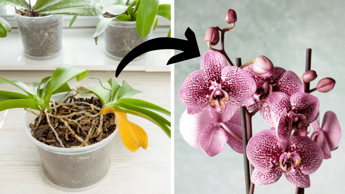 Voici l'astuce la plus insolite pour avoir des orchidées magnifiques