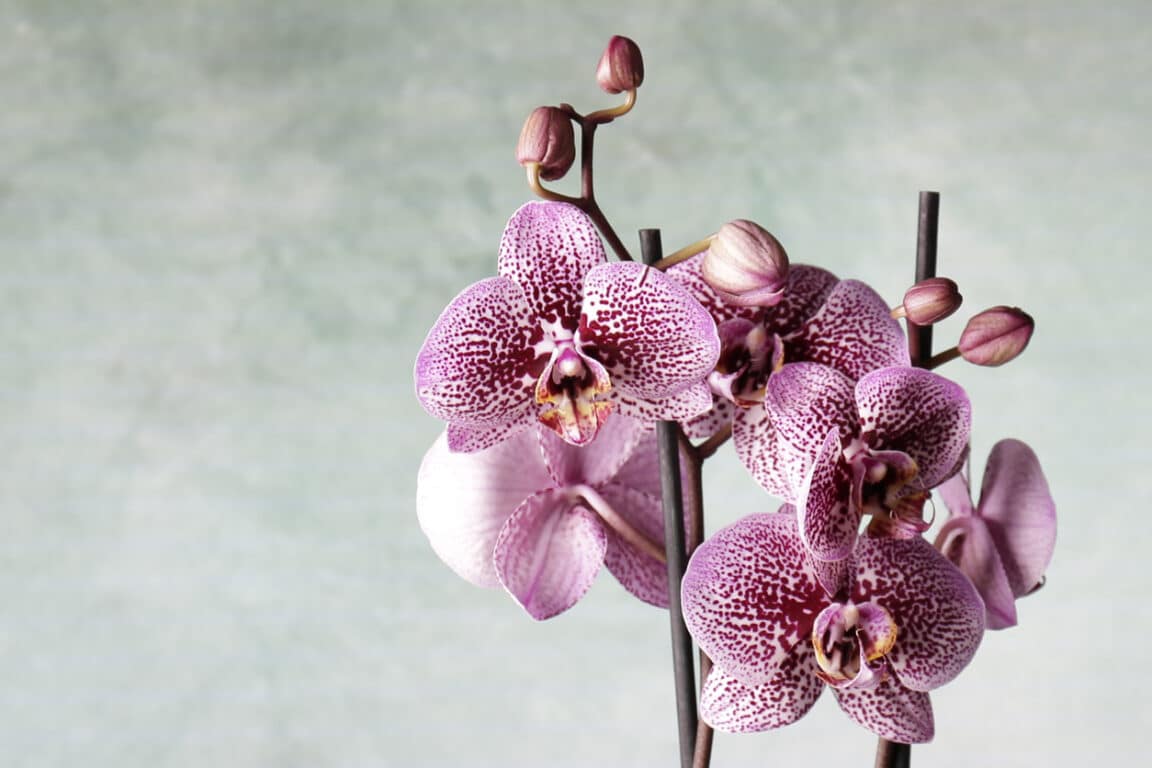 12 plantes porte-bonheur à avoir chez soi pour attirer la chance