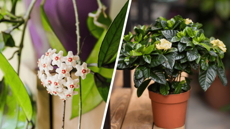 plantes pour parfumer son intérieur