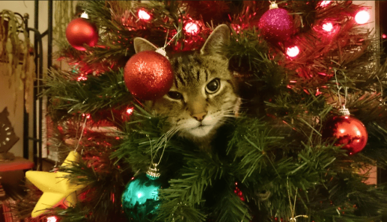 chat sur l'arbre de noël sapin de noël