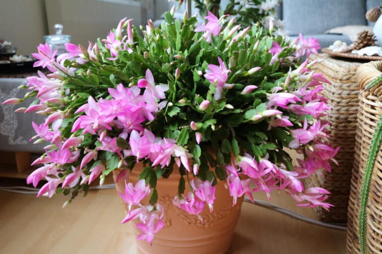 Schlumbergera truncata cactus de no&euml;l
