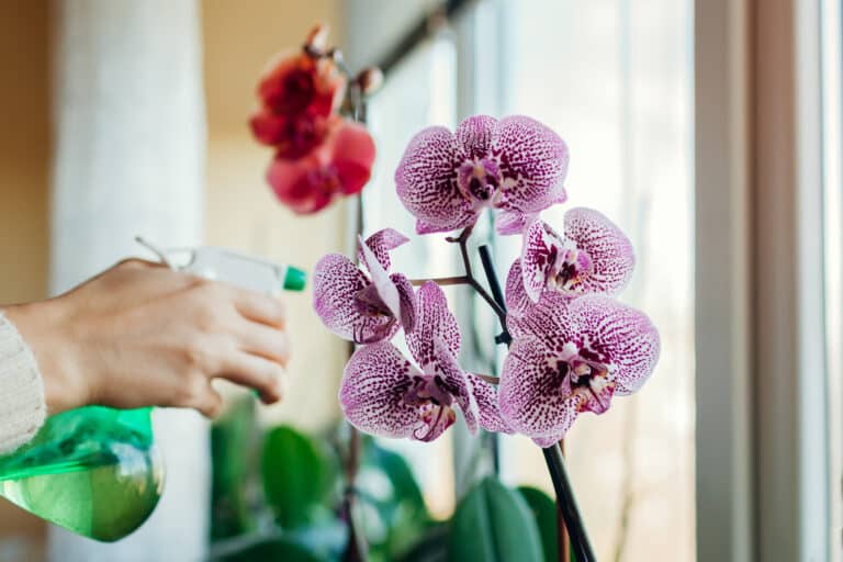 brumisation arrosage orchid&eacute;e