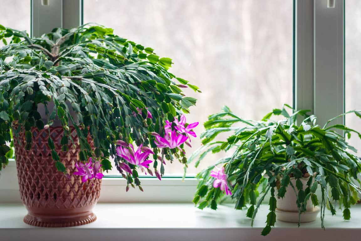 Cactus de Noël comment bien s'en occuper et le faire refleurir — free download