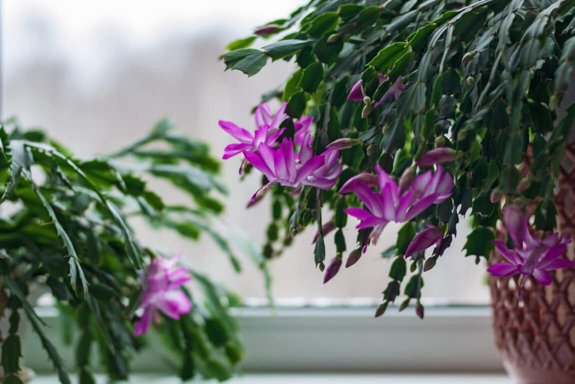 Cactus de Noël comment bien s'en occuper et le faire refleurir — free download