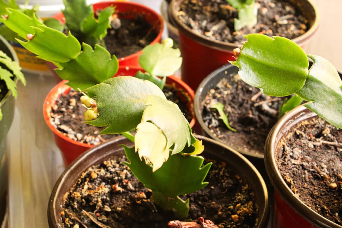Cactus de Noël comment bien s'en occuper et le faire refleurir — free download