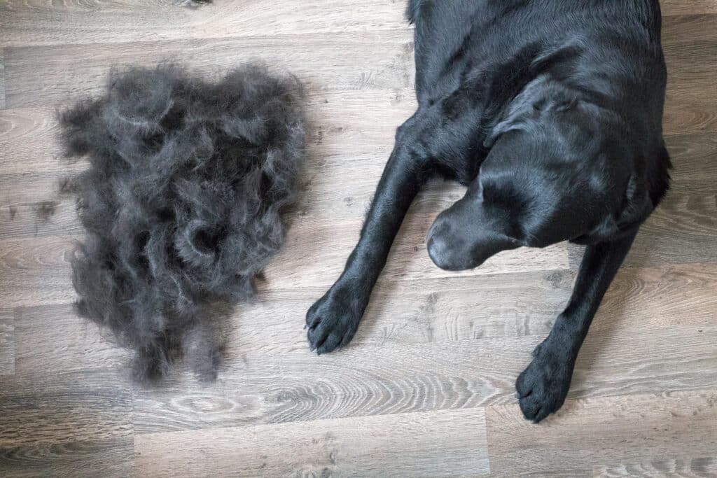 4 idées malignes pour recycler les poils de vos animaux