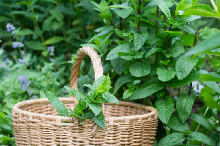 menthe du jardin