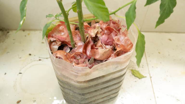 peaux d'oignon paillage engrais pour plantes et jardin