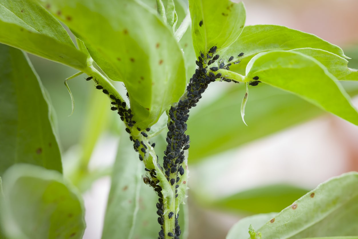 pucerons noirs sur une plante