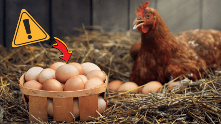 oeufs de poule contamin&eacute;s chez les particuliers dans les poulaillers domestiques