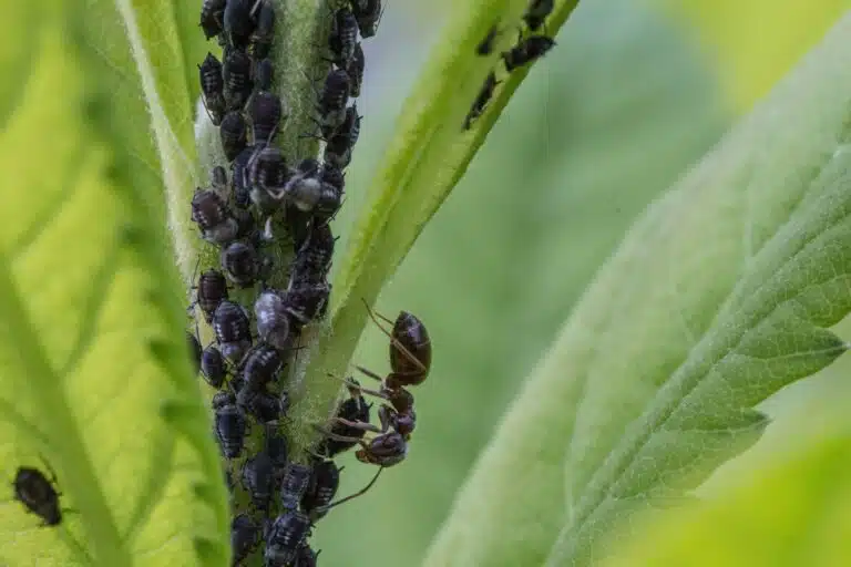 pucerons du jardin sur une plante
