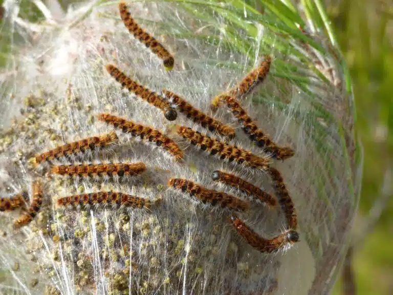 Thaumetopoea pityocampa chenilles processionnaires