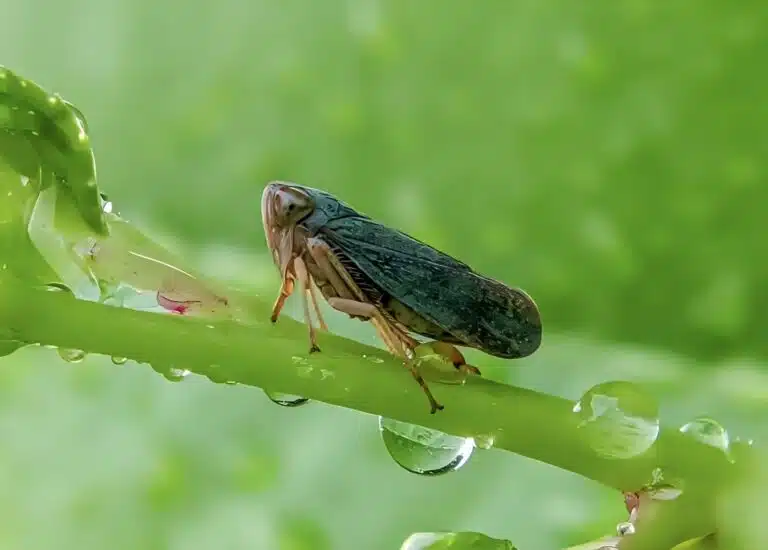 cicadelle au jardin