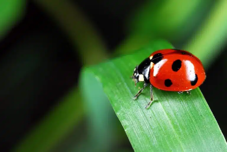 coccinelle dans le jardin
