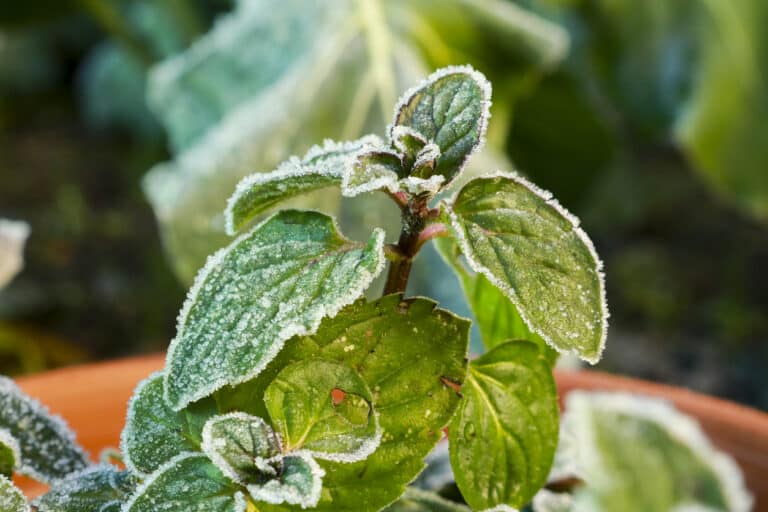 plante menthe gelée tardive au printemps Saints de glace