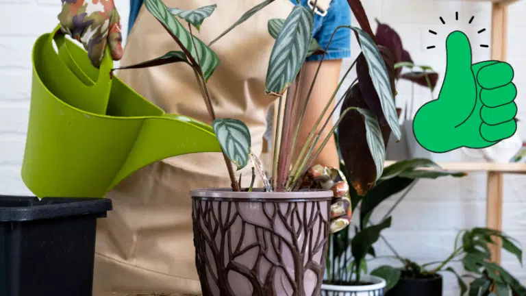 arroser les plantes arrosage