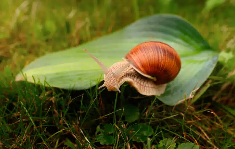 escargot jardin