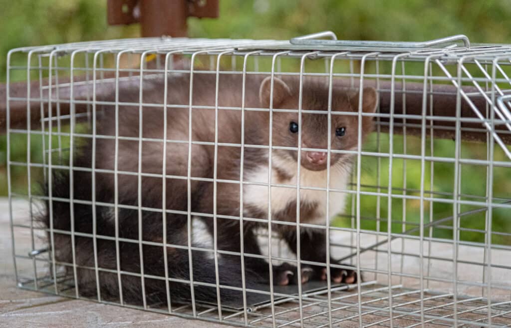 Fouine : 7 astuces pour s'en débarrasser à la maison ou au jardin