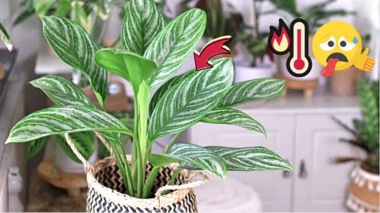 plantes pour rafraîchir son intérieur en été