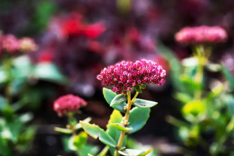 plantes r&eacute;sistantes &agrave; la chaleur et &agrave; la s&eacute;cheresse Sedum telephium