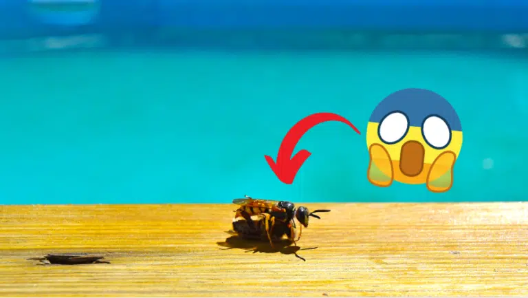 astuces et conseils contre les gu&ecirc;pes aux abords de la piscine