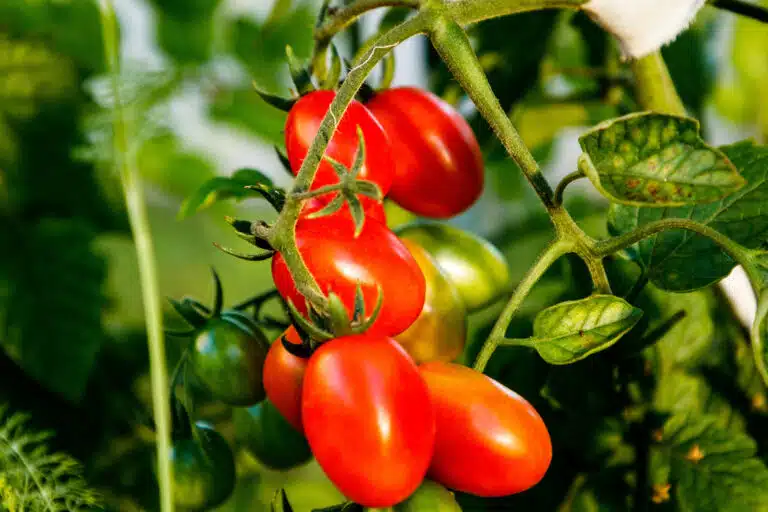 plantation tomate jardin potager tomates cerises
