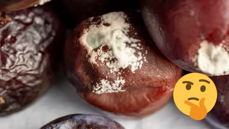 prunes g&acirc;t&eacute;es ab&icirc;m&eacute;es fruits pourris en &eacute;t&eacute;