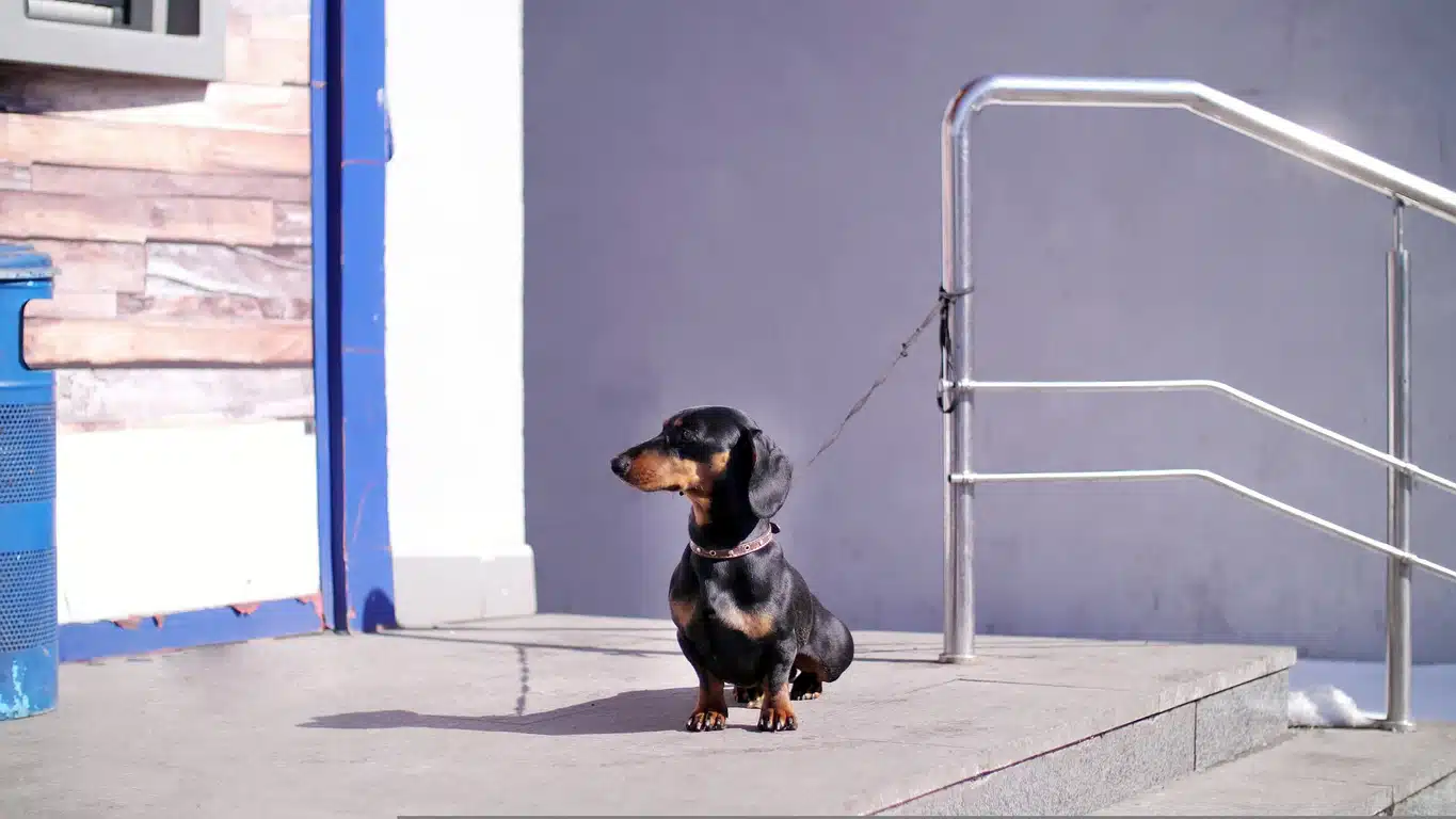 teckel attach&eacute; devant un magasin vol de chien prot&eacute;ger animaux de compagnie face aux voleurs