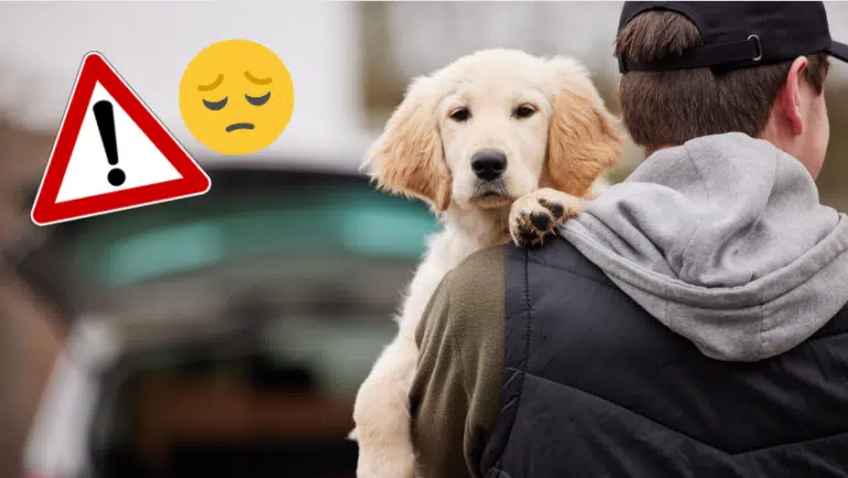 vol de chien prot&eacute;ger animaux de compagnie face aux voleurs vols chats chiens dognapping