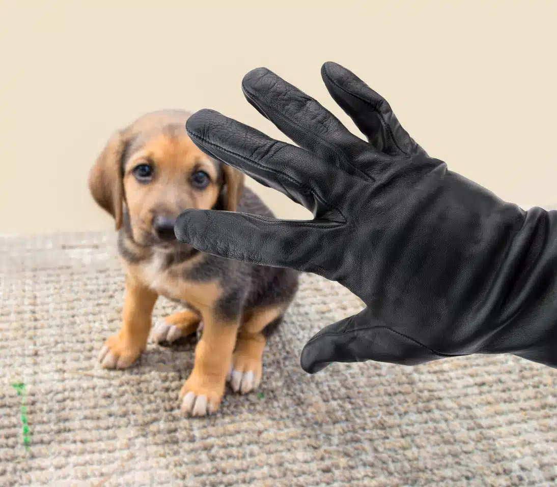 dognapping vol de chien prot&eacute;ger animaux de compagnie face aux voleurs vols chats chiens