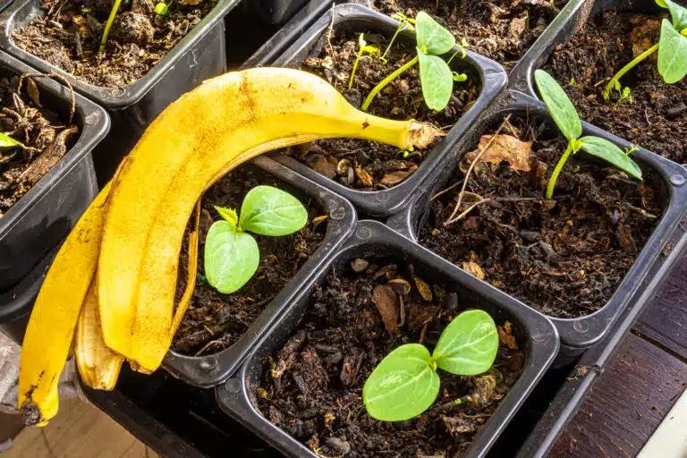 Pelure peau de banane comme engrais pour les semis plantes jardin