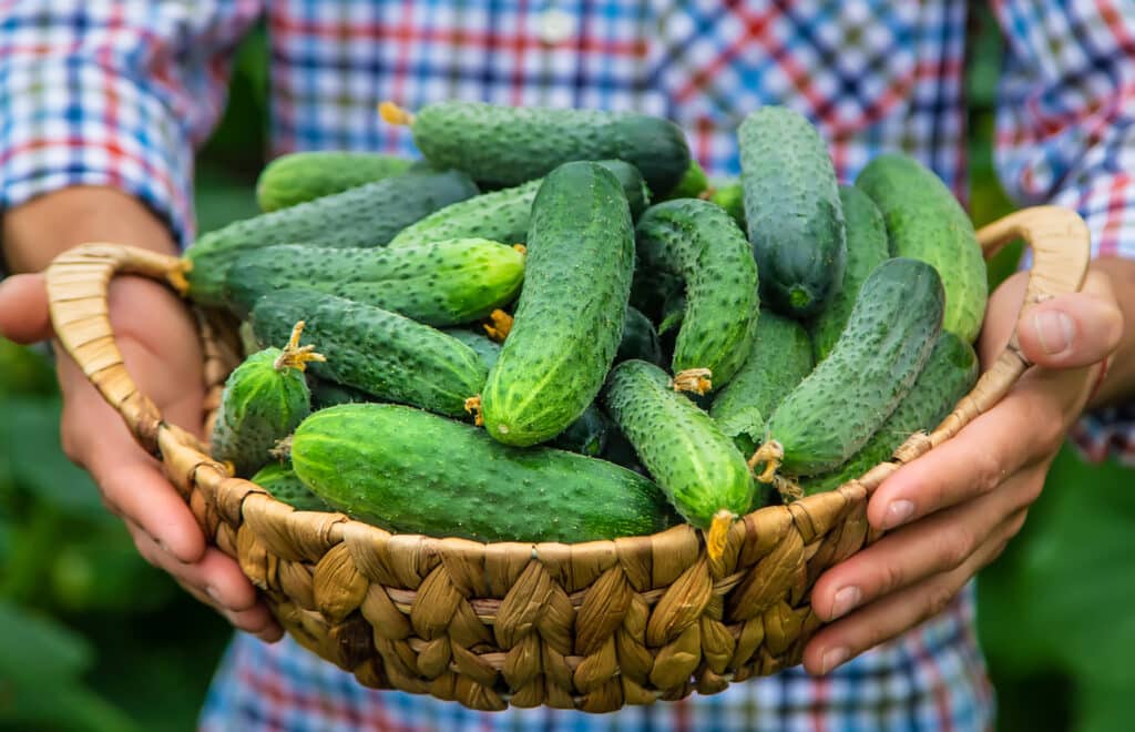 Quels engrais naturels privilégier pour avoir de beaux concombres