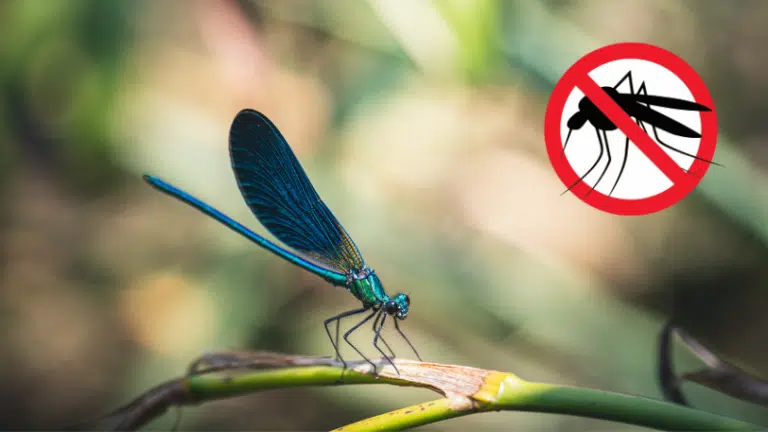 libellule lutte contre les moustiques