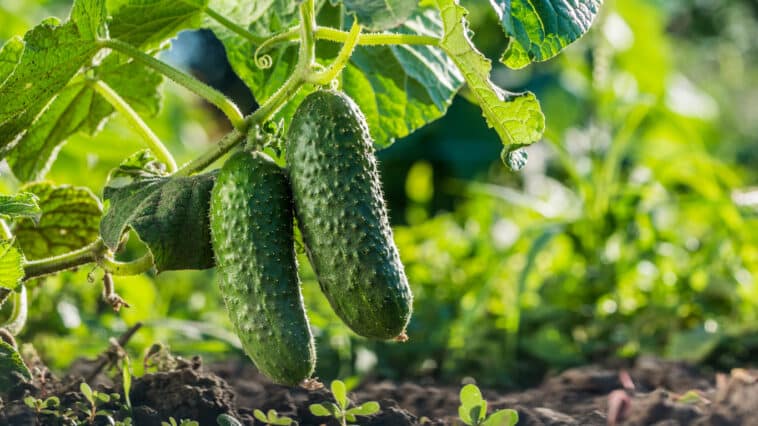 Quels engrais naturels privilégier pour avoir de beaux concombres