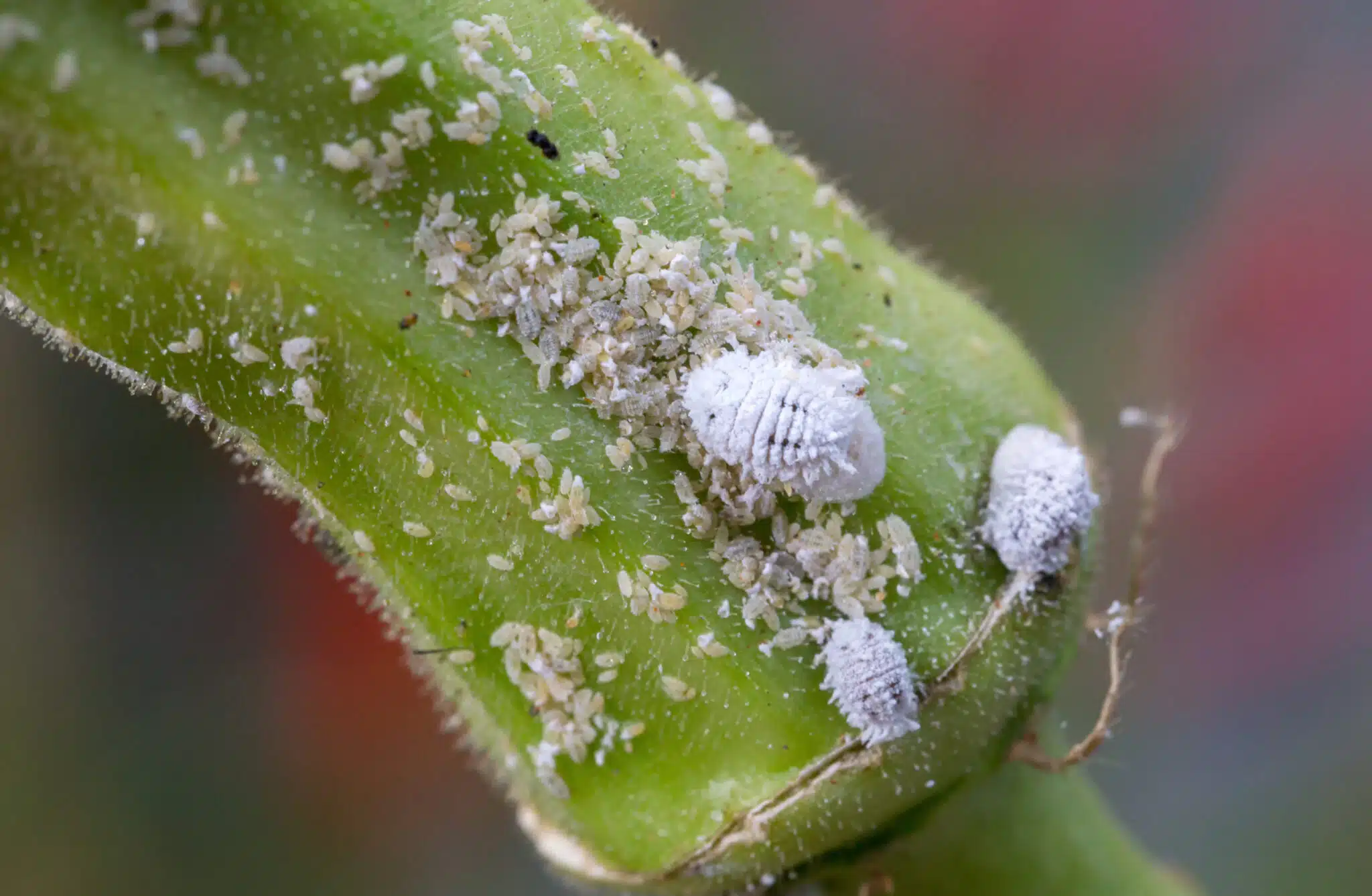Infestation de cochenilles farineuses sur la plante gombo