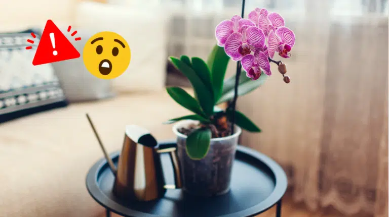 Dans quels endroits peut-on mettre une orchid&eacute;e ? Comment choisir l'emplacement id&eacute;al ?