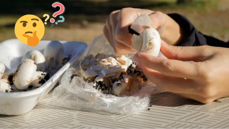 &eacute;plucher peler champignons de paris