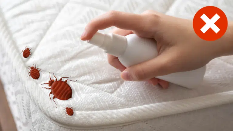 insecticide contre les punaises de lit erreurs pour s'en d&eacute;barrasser