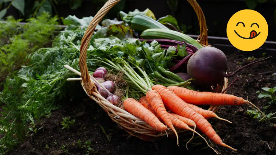 potager d'octobre automne au jardin r&eacute;coltes d'hiver